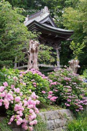 有珠善光寺のアジサイ