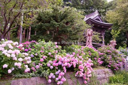 有珠善光寺のアジサイ