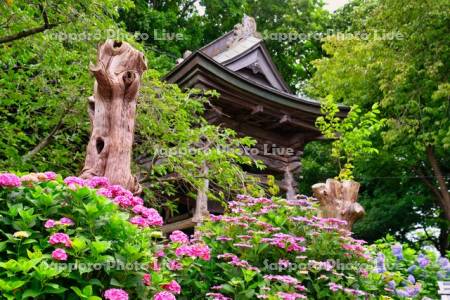 有珠善光寺のアジサイ