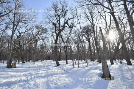 雪解けの野幌森林公園