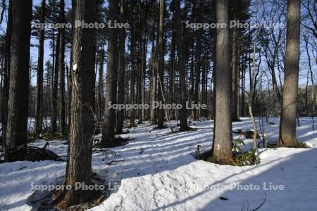 雪解けの雑木林