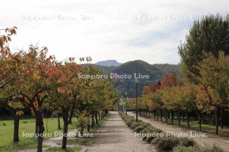 星観緑地　桜の紅葉と手稲山