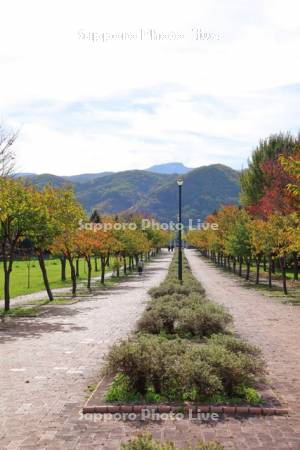 星観緑地　桜の紅葉と手稲山