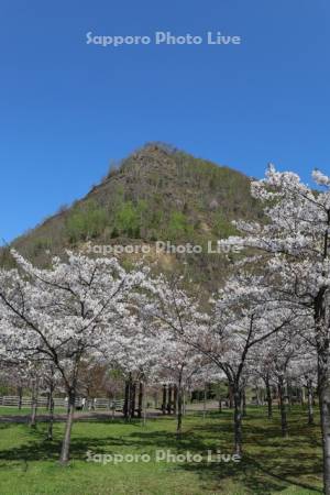 五天山公園