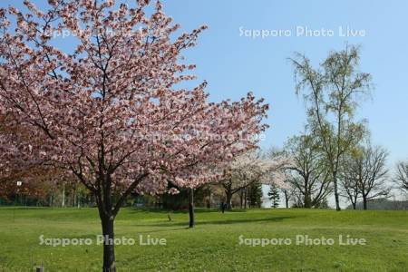 五天山公園　パークゴルフ場