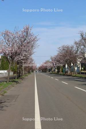 向陽台桜並木