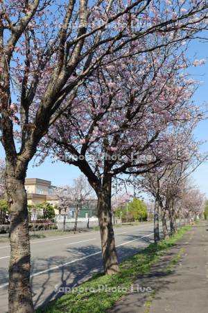 向陽台桜並木