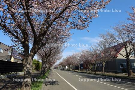 向陽台桜並木