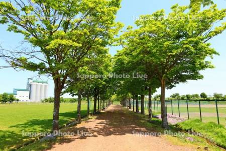 新篠津運動公園の並木道