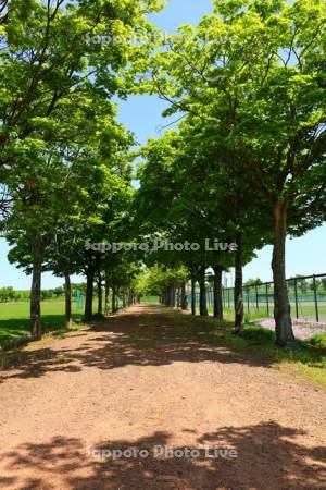 新篠津運動公園の並木道