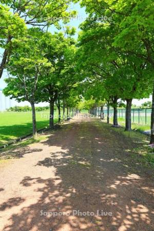 新篠津運動公園の並木道