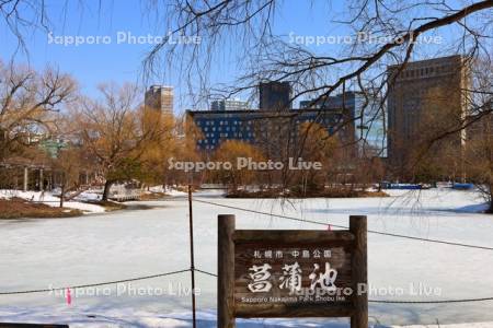 中島公園　凍った菖蒲池