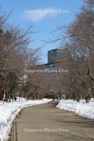雪解けの中島公園