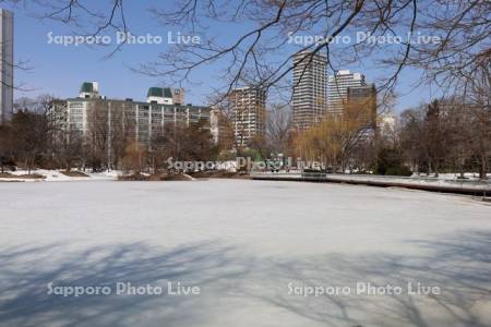 中島公園　凍った菖蒲池