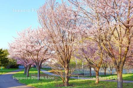 発寒川緑地の桜