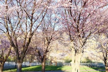 発寒川緑地の桜