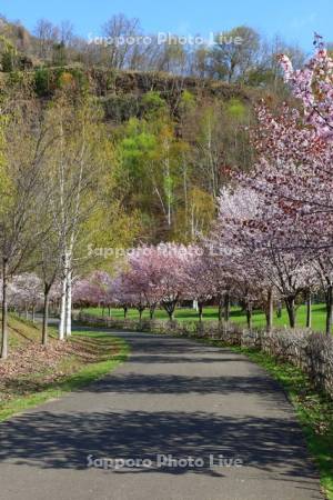 五天山公園の桜