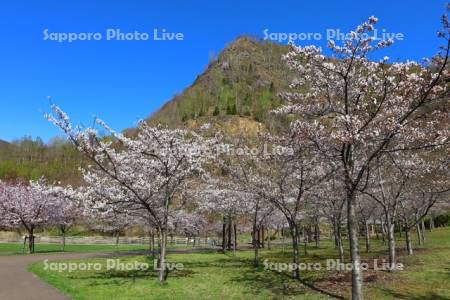 五天山公園の桜