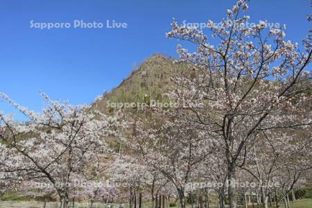 五天山公園の桜