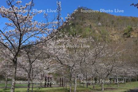 五天山公園の桜