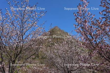 五天山公園の桜