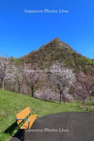 五天山公園の桜