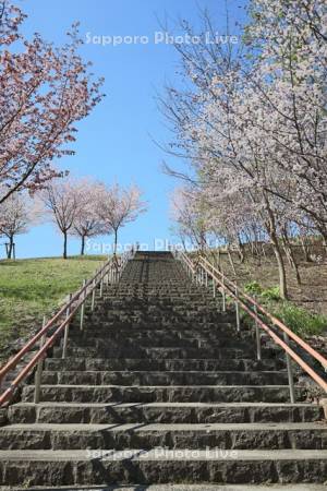 五天山公園の桜