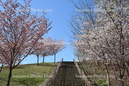 五天山公園の桜
