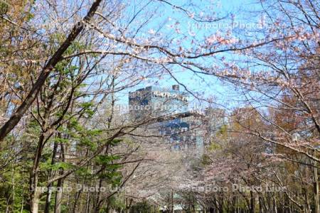 中島公園　桜並木