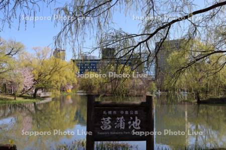 中島公園　菖蒲池