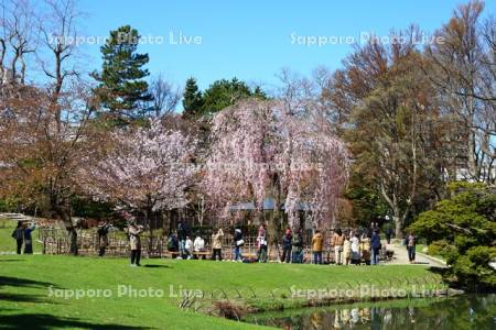中島公園　日本庭園枝垂れ桜の観光客