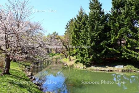 中島公園　鴨々川と桜