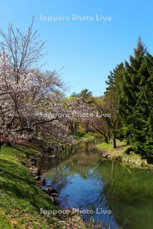 中島公園　鴨々川と桜