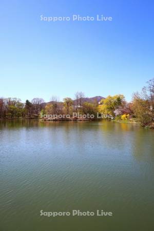 中島公園　菖蒲池と藻岩山