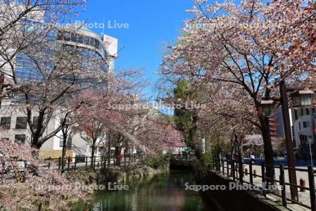 鴨々川と桜並木