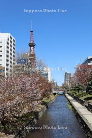 創成川公園の桜とテレビ塔