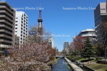 創成川公園の桜とテレビ塔