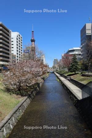 創成川公園の桜とテレビ塔
