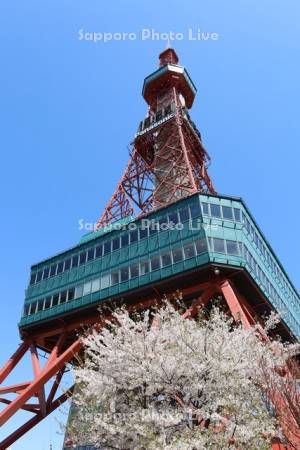 桜とテレビ塔