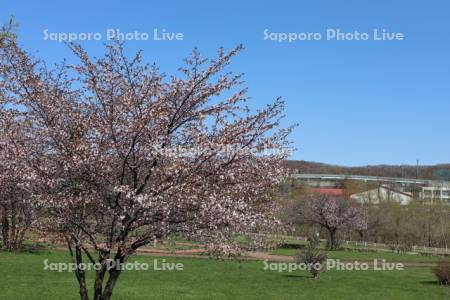 川沿公園の桜と石山陸橋