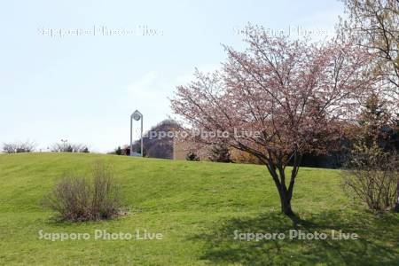 川沿公園の桜