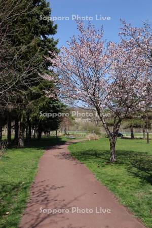 川沿公園の桜