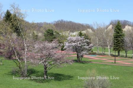 川沿公園の桜