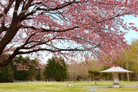 真駒内公園　きのこ広場