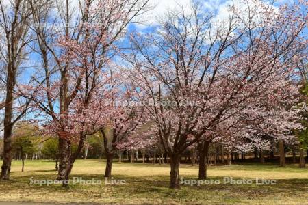 真駒内公園の桜