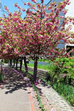 真駒内緑町緑道の桜