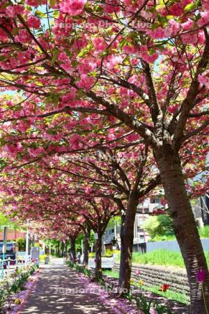 真駒内緑町緑道の桜