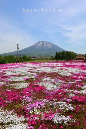 三島さんの芝ざくら庭園と羊蹄山