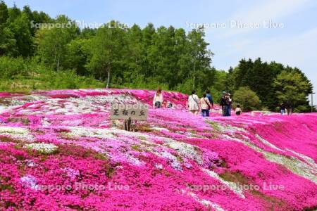 三島さんの芝ざくら庭園