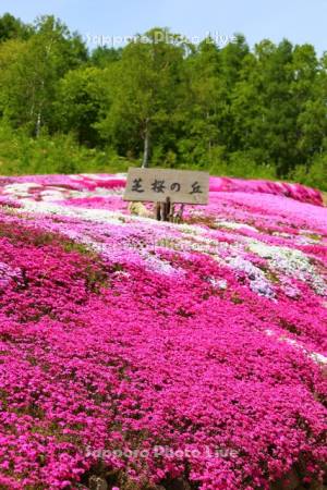 三島さんの芝ざくら庭園